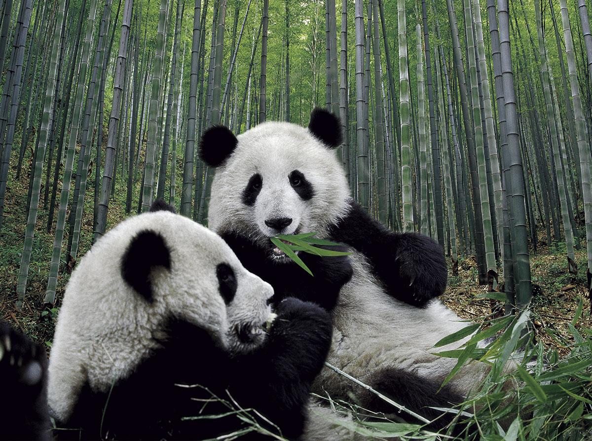 Beautiful China more than Pandas